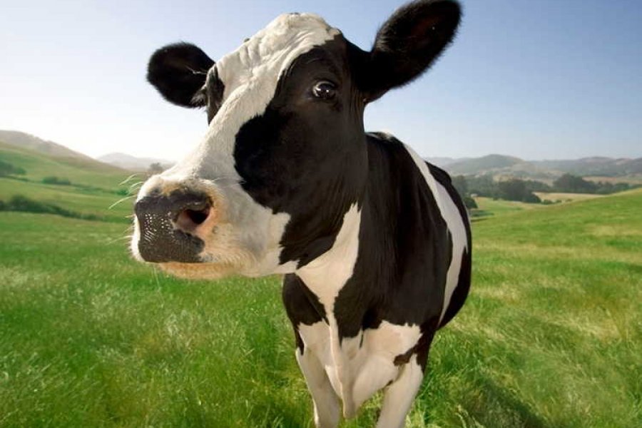 Cows Galore